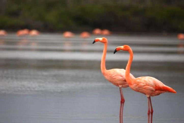 OzeantourFlamingos
